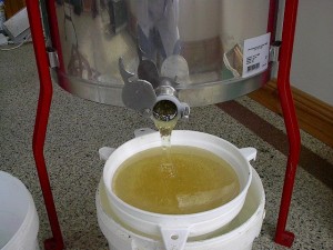 Honey being extracted from combs 