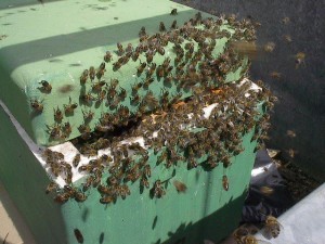 Swarm going into a nuc box