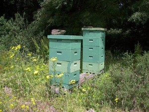 hives in summer