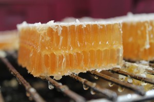 Cut comb honey